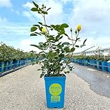 Kletterrose 'Sommergold ®' ist eine leuchtend goldgelbe und duftende Rose aus Züchtungen des...