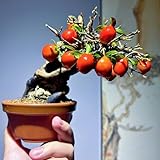 50 pcs kaki baum pflanze winterhart samen gartenpflanzen winterhart mehrjährig kaki baum samen...