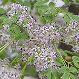 neem, neembaum niembaum, winterharte garten kaufen, zimmerbonsai bonsaibaum, züchten...