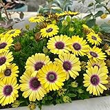 kapkörbchensamen garten, balkon mehrjährig, bio stauden winterhart 120pcs