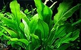 Tropica Aquarium Pflanze Echinodorus bleheri im Topf Topf Nr.071 Wasserpflanzen Aquariumpflanzen