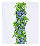 BALDUR Garten Säulen-Zwetschgen 'Anja®', 1 Pflanze, Pflaumenbaum, Prunus domestica, winterhart,...