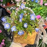 hainblume - steingartenpflanzen winterhart hainblume winterharte deko balkon garten topfpflanzen...