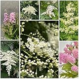 200 pcs Sorbaria sorbifolia samen blumen winterhart blumen garten gartengeschenke winterharte...