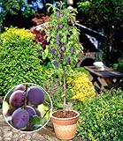 BALDUR Garten Säulen-Pflaumen 'Black Amber', 1 Pflanze, Prunus domestica Säulenobst winterhart...