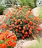 BALDUR Garten Punica 'Uniqa®',1 Pflanze, ein Juwel für jeden Garten, üppige Blüte den ganzen...