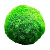 vdvelde.com - Marimo Mooskugeln - 5 Stück - Cladophora Aegagropila - Sauerstoffpflanze -...