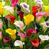 Calla Lilien Zantedeschia Zwiebeln Kollektion, 10 Zwiebeln, 5 Sorten, 2 von jeder Farbe Mix, Ideal...