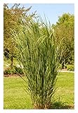 3 x Panicum virgatum 'Northwind' (Ziergras/Gräser/Staude/Winterhart) BLICKFANG/TOP SORTE/EXTREM...