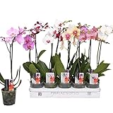 5 Stück Phalaenopsis Orchidee 50-60 cm - 1 Trieb, pflegeleicht, blühfreudig, ideal für Zimmer,...