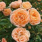 Kletterrosensamen, schnellwachsende, stark duftende Kletterrosen, dornenlose Rosensamen zum...