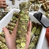 wasabi hochbeet kräutergarten balkon wasabisamen bio wildkräuter bonsai wintergemüse...