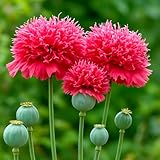 Roter Mohn Crimson Feathers - 100 Samen