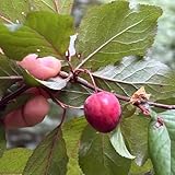 pflaumenbaum winterhart, alte sorten kaufen für garten balkon mehrjährig 15samen