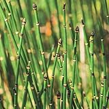 winterschachtelhalm - ziergräser winterhart garten gartenpflanzen dekopflanzen balkon garten...