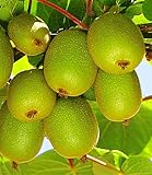 BALDUR Garten Säulen-Kiwi 'Issai', 1 Pflanze, selbstfruchtend Stachelbeer-Kiwi winterharte...