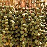 dattelpalmesamen - hochbeet balkon winterharte bio exotische bodendecker 15pcs