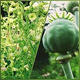 3 Sorten Tabaksamen 3x1000 + Schlafmohn 1000 Samen Tobacco & Poppy Seeds Ganz Frisch Ernte 2024