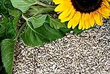 25 kg Sonnenblumenkerne geschält Neue Ernte 2022 von Futterbauer