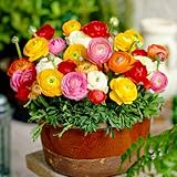 Ranunkeln Blumenzwiebel Winterhart (50 Knollen) - Mischung in 5 Farben - Ranunkeln Zwiebeln aus...