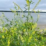 Melilotus officinalis Samen, Steinklee, pflanzen garten bodendecker seltene pflanzen hochbeet samen...