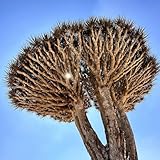 drachenbaum kaufen, hochbeete für garten, winterhart alte sorten, balkon, bio 50samen