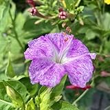 20 pcs Wunderblume Samen, exotische samen gartensamen Mirabilis jalapa Pflanze, gartenarbeit seeds...