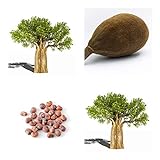 Affenbrotbaum (Afrikanischer) -Adansonia digitata - Baobab Frucht -10 Samen