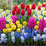 Frühling Blumenzwiebelmischung - 50 Zwiebeln - Tulpen/Narzissen/Hyazinthen/Muscari - winterhart...