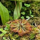 SonnentauSamen, Drosera peltata, büropflanzen gartenpflanzen winterhart seltene pflanzensamen...