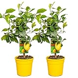 2x Citrus limon - Zitronenbaum - Obstbaum - Immergrün - ⌀19 cm - ↕60-70 cm