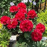 Azalee, seltene wildblumensamen Rhododendron, winterhart blumensamen mehrjährig winterhart alte...