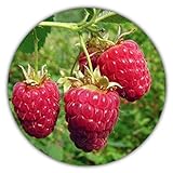 Riesen Himbeere - Ca. 50 Samen - Rubus idaeus - Für Mehrjährige Pflanzen - Gesunde & Vitaminreiche...