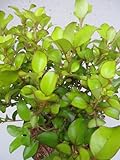 Spiegelbusch Pina Colada ® - Coprosma Pina Colada ® - 30-40cm