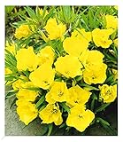 BALDUR Garten Nachtkerze, 3 Pflanzen Oenothera macrocarpa winterhart Blütenstaude, winterharte...