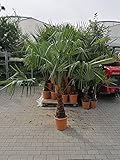 Chinesische Hanfpalme 160-180 cm Trachycarpus fortunei