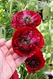 Mohn 'Pandora' Schlafmohn 50 samen,Papaver