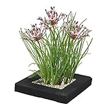 vdvelde.com - Schwanenblume Schwimminsel Teich - Bio Teichpflanzen 4 Blühende Pflanzen - Nachhaltig...