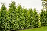 10 Thuja Brabant 90-120cm XXL ohne Topf gemessen | Immergrüne Heckenpflanze schnellwachsend |...