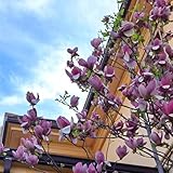 magnolienbaumsamen, winterhart balkon alte sorten, exotische garten 10pcs