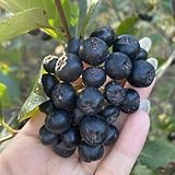 Aronia, AroniabeerenSamen, Aronia melanocarpa, garten obstsamen für garten exotische obstbaum für...