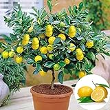 P12cheng Samenpflanze Zitronenbaum-Samen, gesund, ohne Gentechnik, leicht, nahrhaft,...