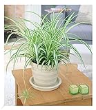 BALDUR Garten Chlorophytum 'Variegatum', 1 Pflanze, Luftreinigende Zimmerpflanze, unterstützt das...