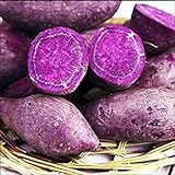 Potseed Samen Keimung: 100 Stück Lila Kartoffelsamen, Lila Süßkartoffel Delicious Grüne...