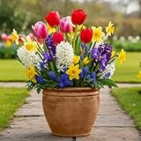 Blumenzwiebeln Mehrjährig Winterhart - Frühling Blumenzwiebelmischung - 50 Zwiebeln -...