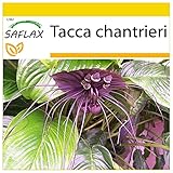 SAFLAX - Anzucht Set - Fledermausblume - 10 Samen - Mit Mini-Gewächshaus, Anzuchtsubstrat und 2...