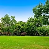 rasensamen grassamen zimmerpflanzen winterharte kübelpflanzen dekopflanzen deko topf kräuterbeet...