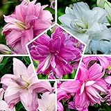 10 Orientalisch Lotus Lilien Zwiebeln - Mehrjährig und Winterhart Blumenzwiebeln - 5 duftend...