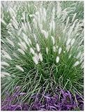 1 x Pennisetum alopecuroides im 1 Liter Topf...