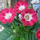 120 pcs Gloxinia Samen Mehrjährige - garten pflanzen balkon pflanzen winterfest Sinningia speciosa...